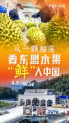 直播海报：从一颗榴莲 看东盟水果“鲜”入中国